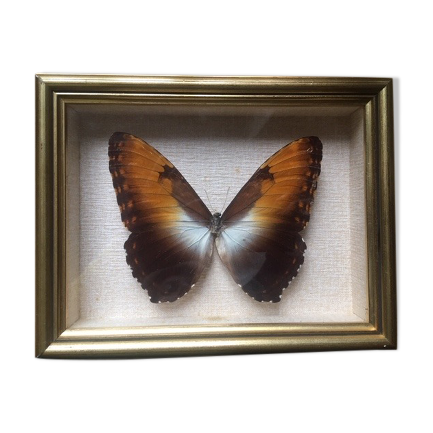 Naturalized butterfly frame, 23x17 cm
