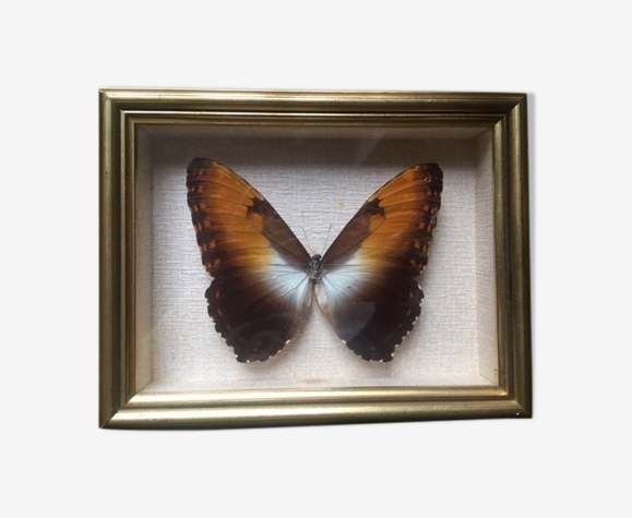 Cadre papillon naturalisé, 23x17 cm