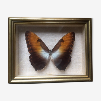 Naturalized butterfly frame, 23x17 cm