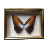 Naturalized butterfly frame, 23x17 cm