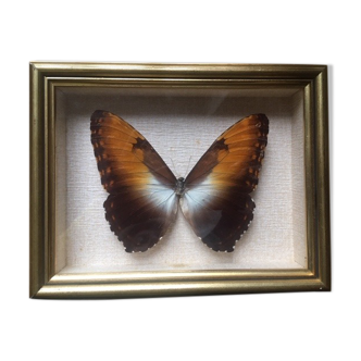 Naturalized butterfly frame, 23x17 cm