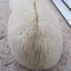 Ancient white coral shell