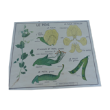Botanical board