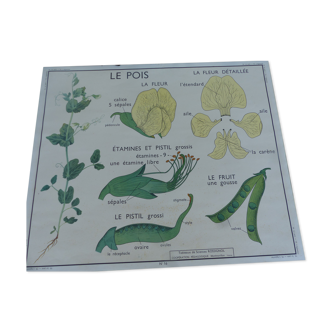 Botanical board