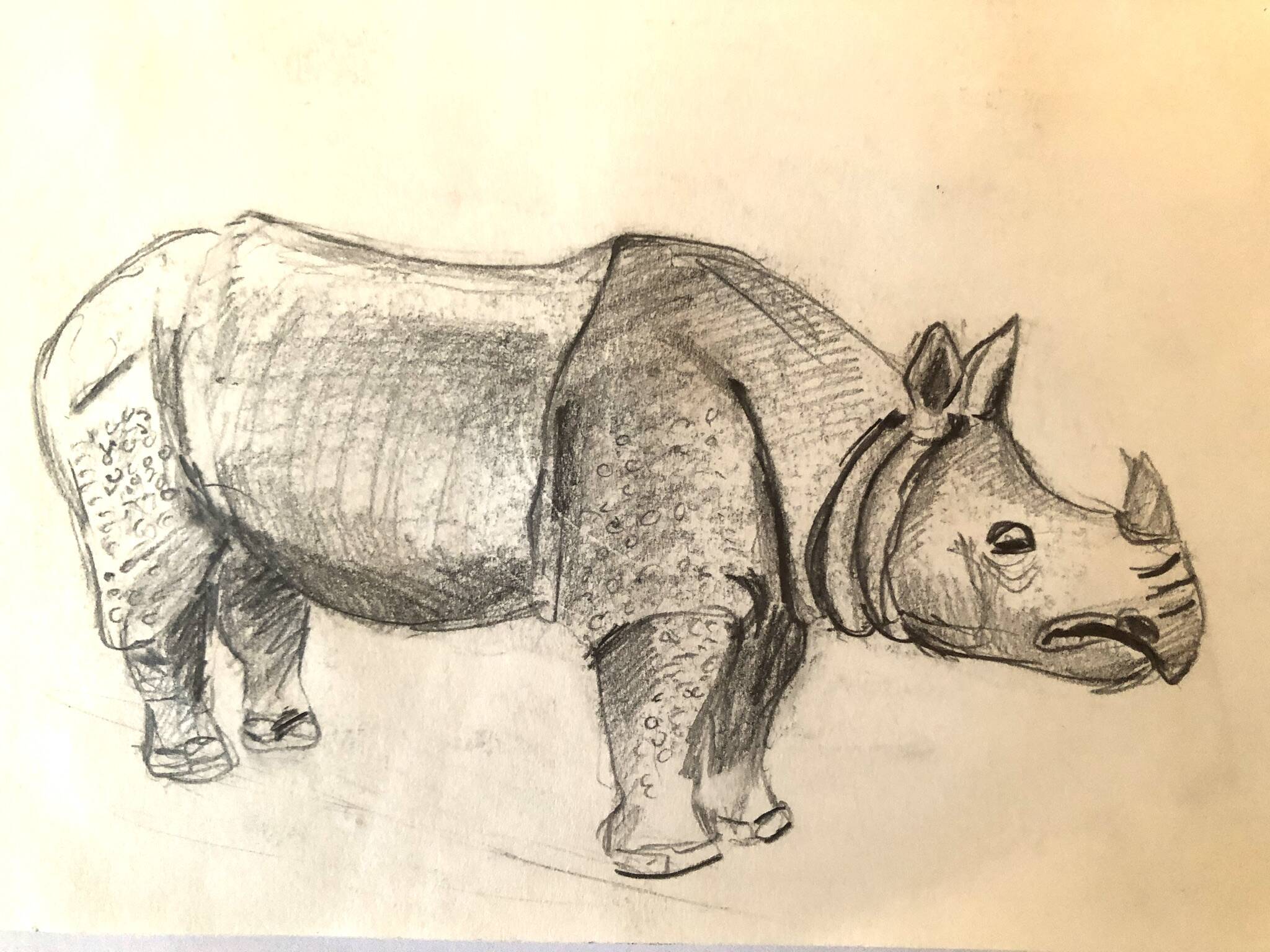 Rhinoceros Drawing
