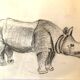 Rhinoceros Drawing