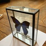 Papillon dans cadre