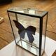 Papillon dans cadre