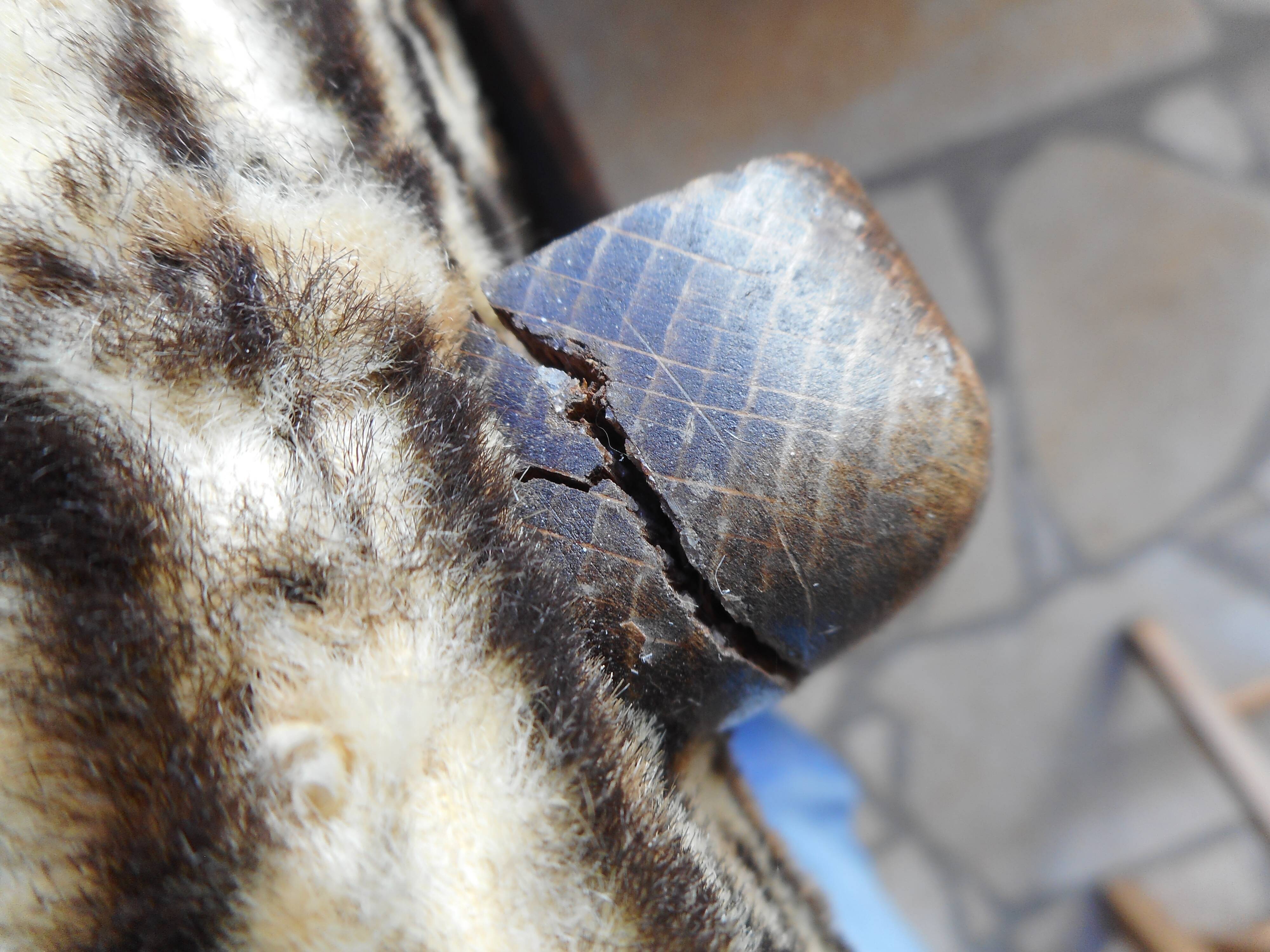 Pair of bridge chairs