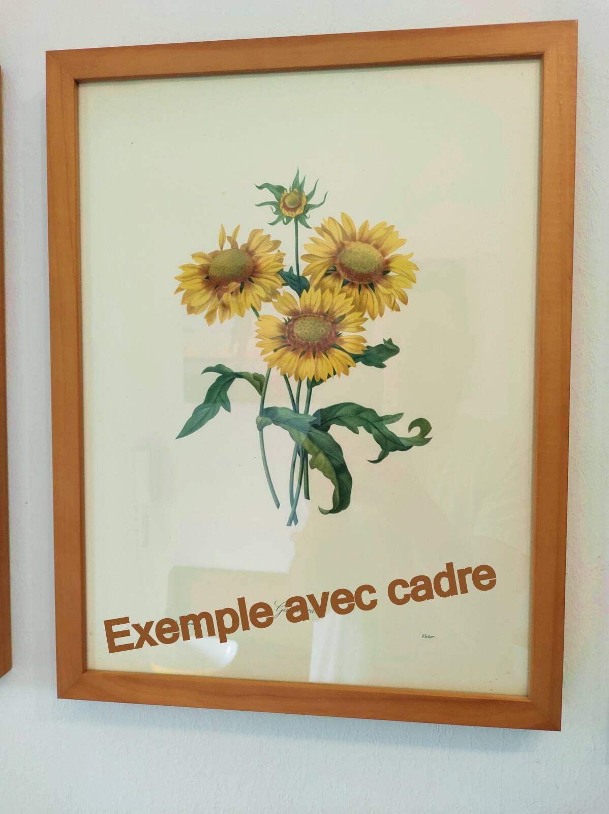 Antique botanical engraving -1955- Variegated Camellia or Japonica- by PJ. Redouté. Vintage Flower