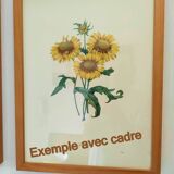 Antique botanical engraving -1955- Variegated Camellia or Japonica- by PJ. Redouté. Vintage Flower