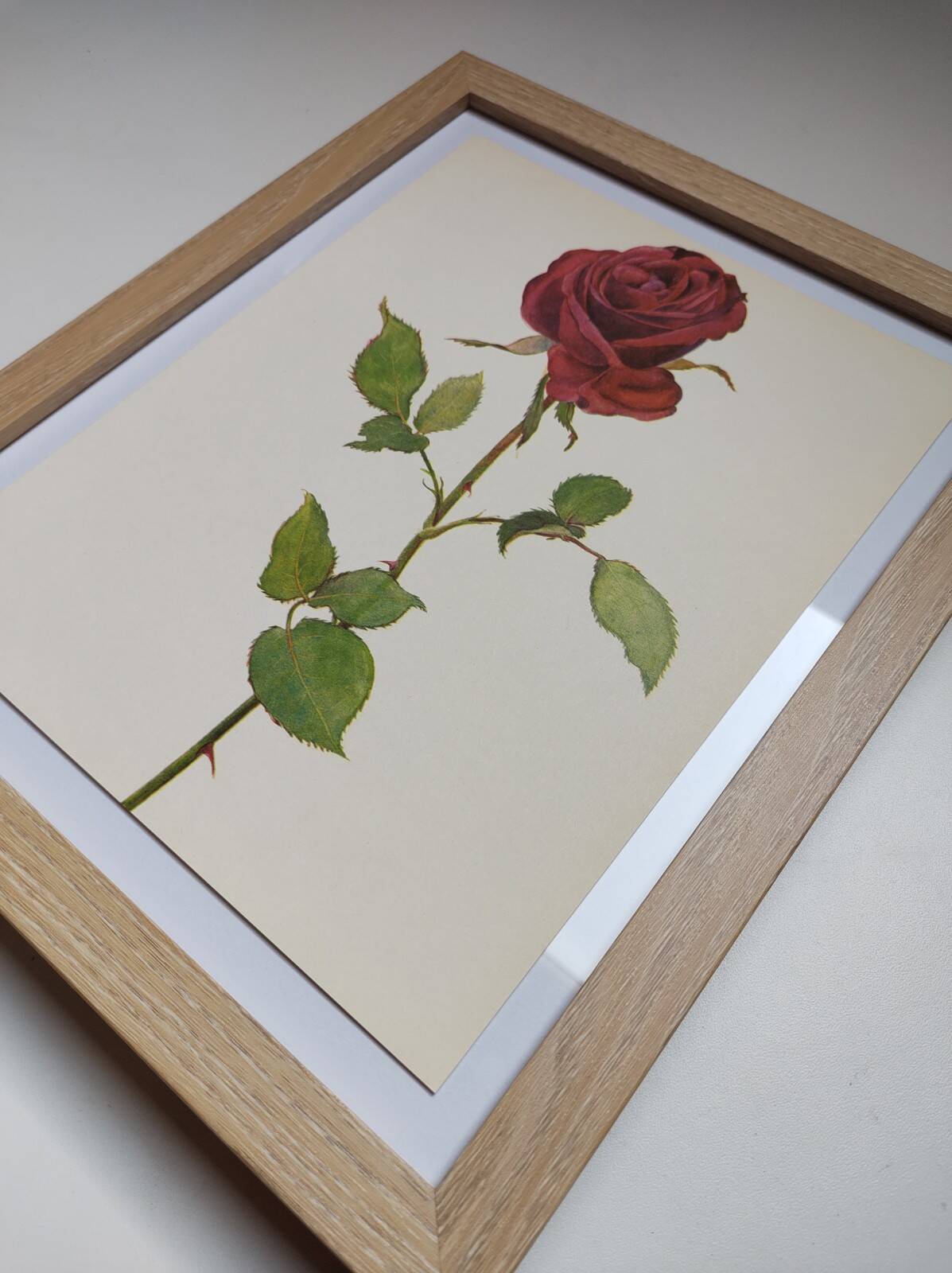 Botanical print from 1968 Crimson King - Vintage flower and rose illustration
