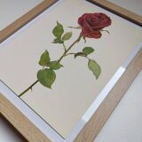 Botanical print from 1968 Crimson King - Vintage flower and rose illustration
