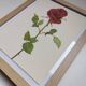 Botanical print from 1968 Crimson King - Vintage flower and rose illustration