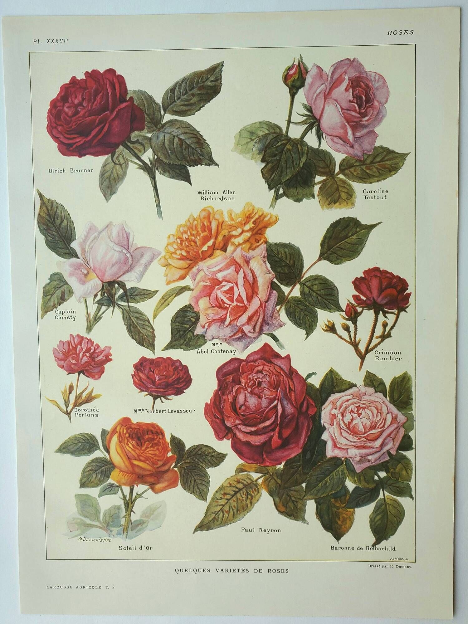 Antique engraving 1922, Roses, varieties, flowers, garden • Lithograph, original illustration