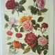 Antique engraving 1922, Roses, varieties, flowers, garden • Lithograph, original illustration
