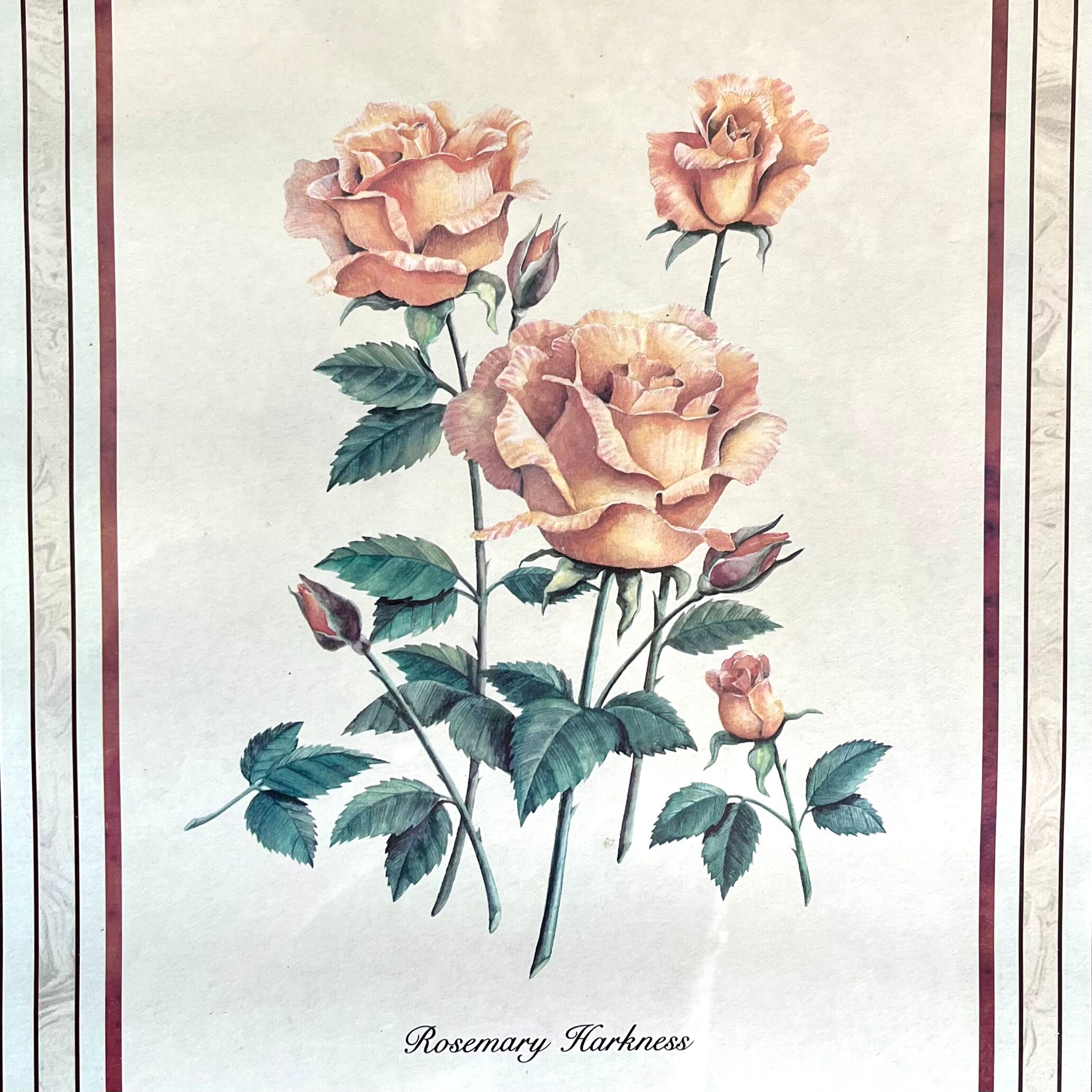 Botanical plate of roses under frame