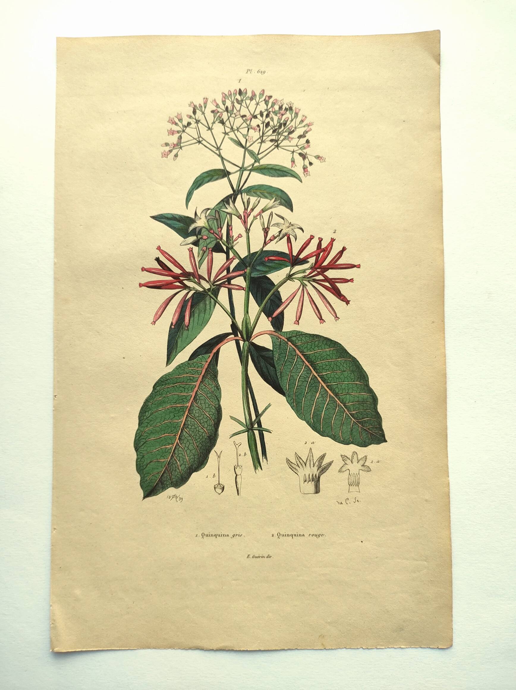 Antique engraving from 1839 by DuCasse -Quinquina- Hand-colored botanical plate. Original.