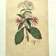 Antique engraving from 1839 by DuCasse -Quinquina- Hand-colored botanical plate. Original.