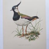 Planche vintage oiseaux année soixante - Vanneau Huppé - Illustration zoologie et ornithologique