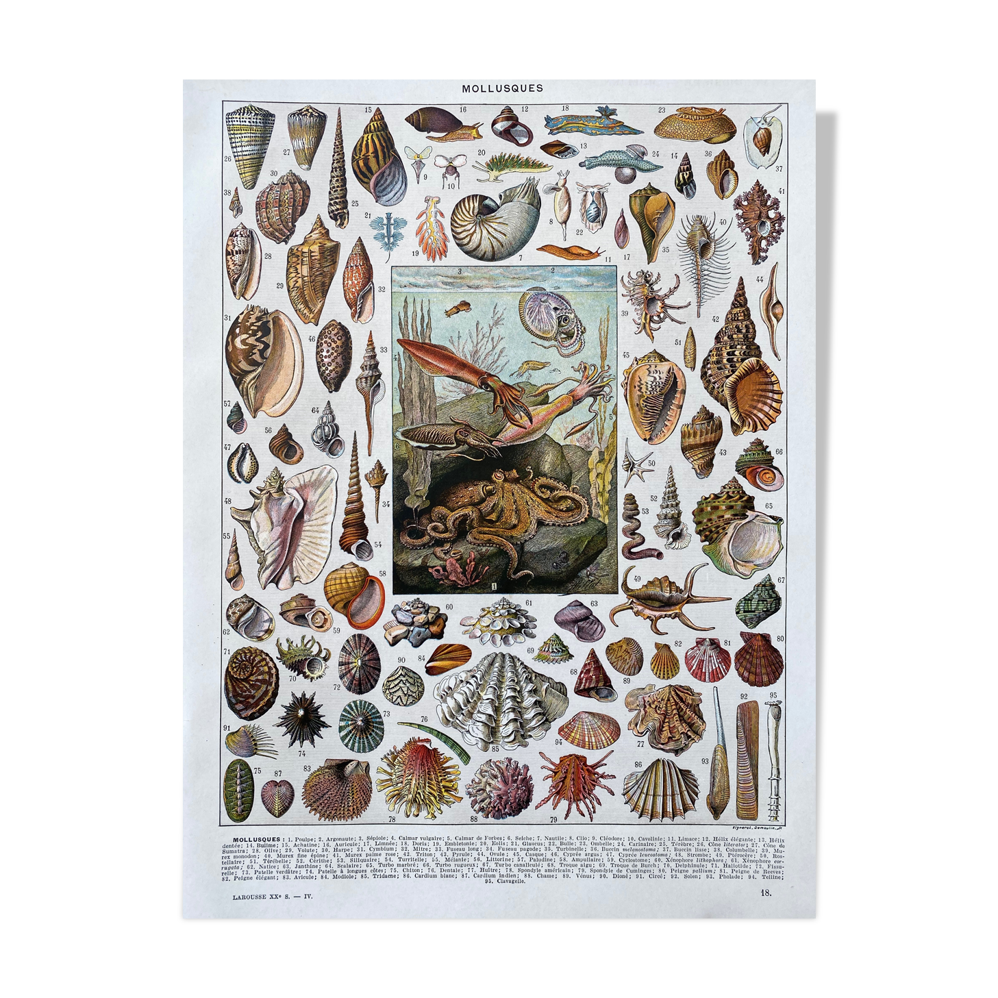 Illustration Millot "Mollusques"