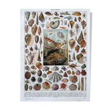 Illustration Millot "Mollusques"