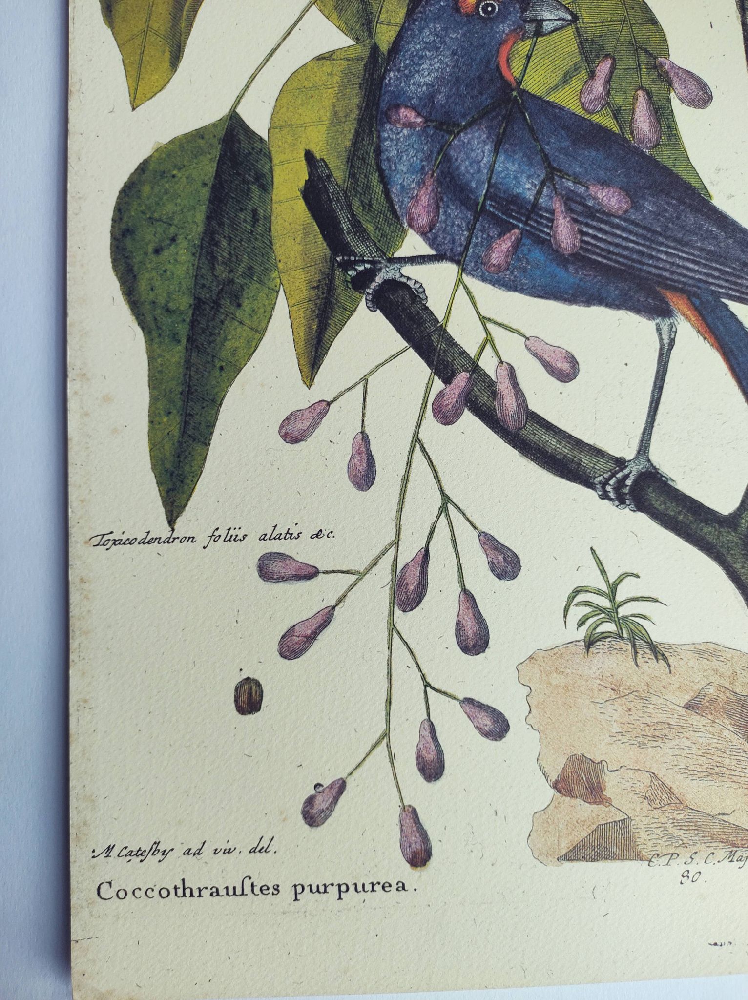 Old bird engraving - Gros Bec Violet - Animal and nature board by Seligmann & Catesby