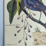 Old bird engraving - Gros Bec Violet - Animal and nature board by Seligmann & Catesby