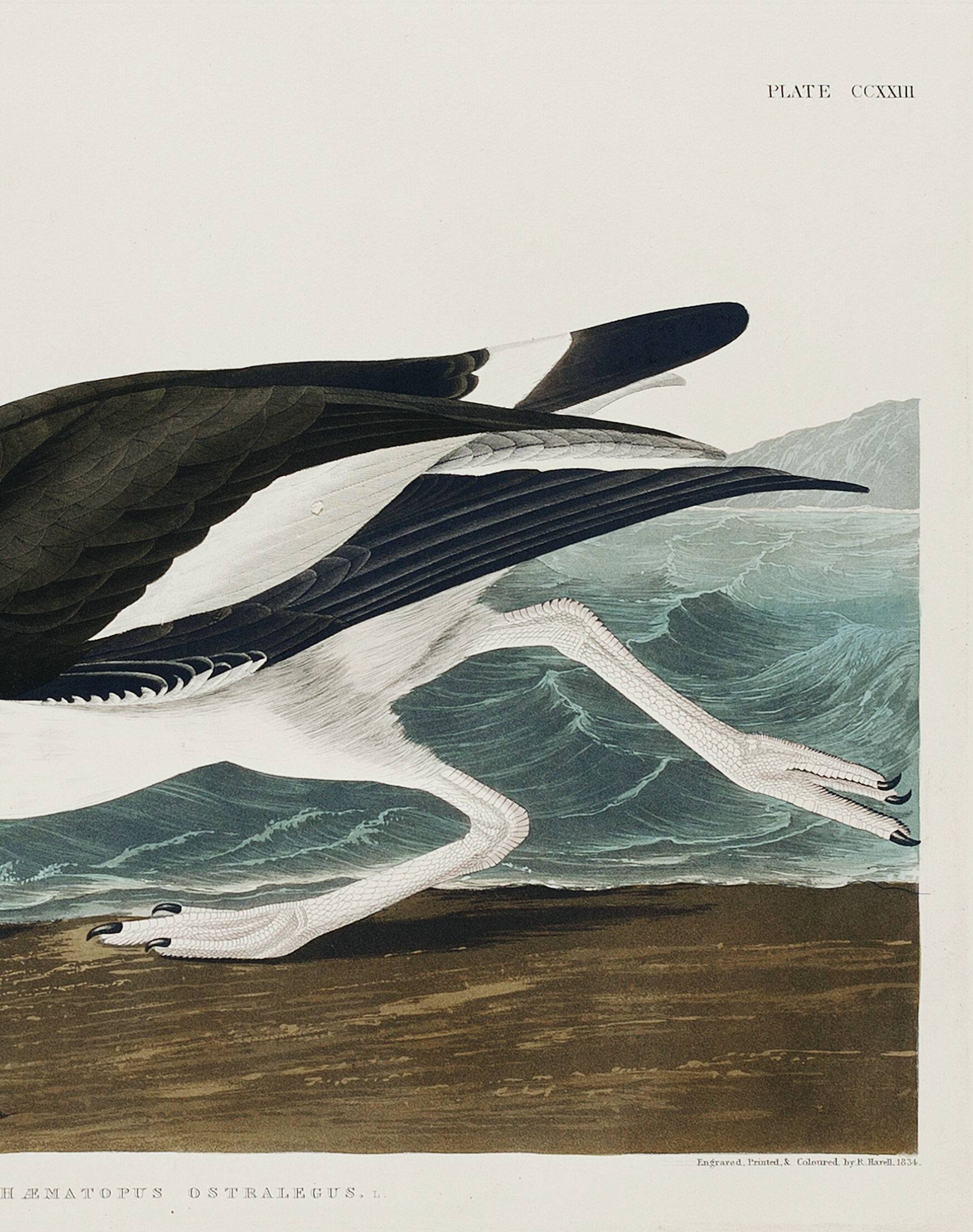 Poster about the Eurasian Oystercatcher, based on an old engraving from 1827.