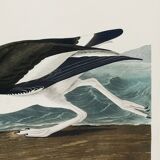 Poster about the Eurasian Oystercatcher, based on an old engraving from 1827.