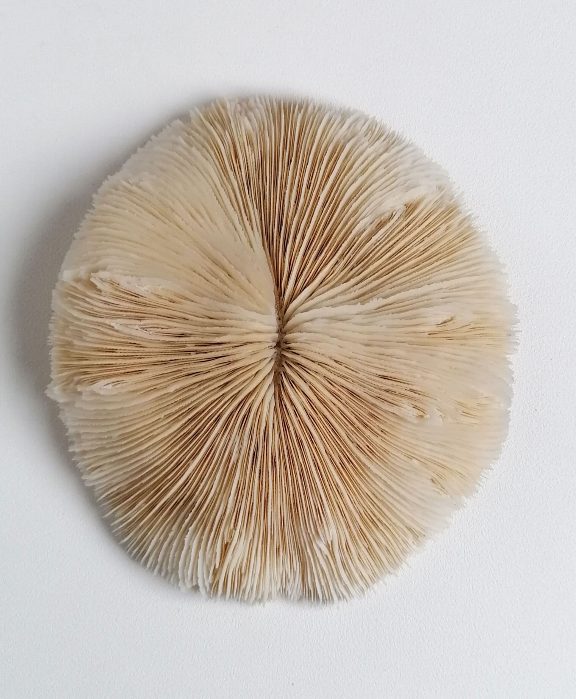 Authentic fungia coral 19 x 16 cm