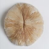 Authentic fungia coral 19 x 16 cm