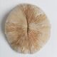 Corail fungia authentique 19 x 16 cm