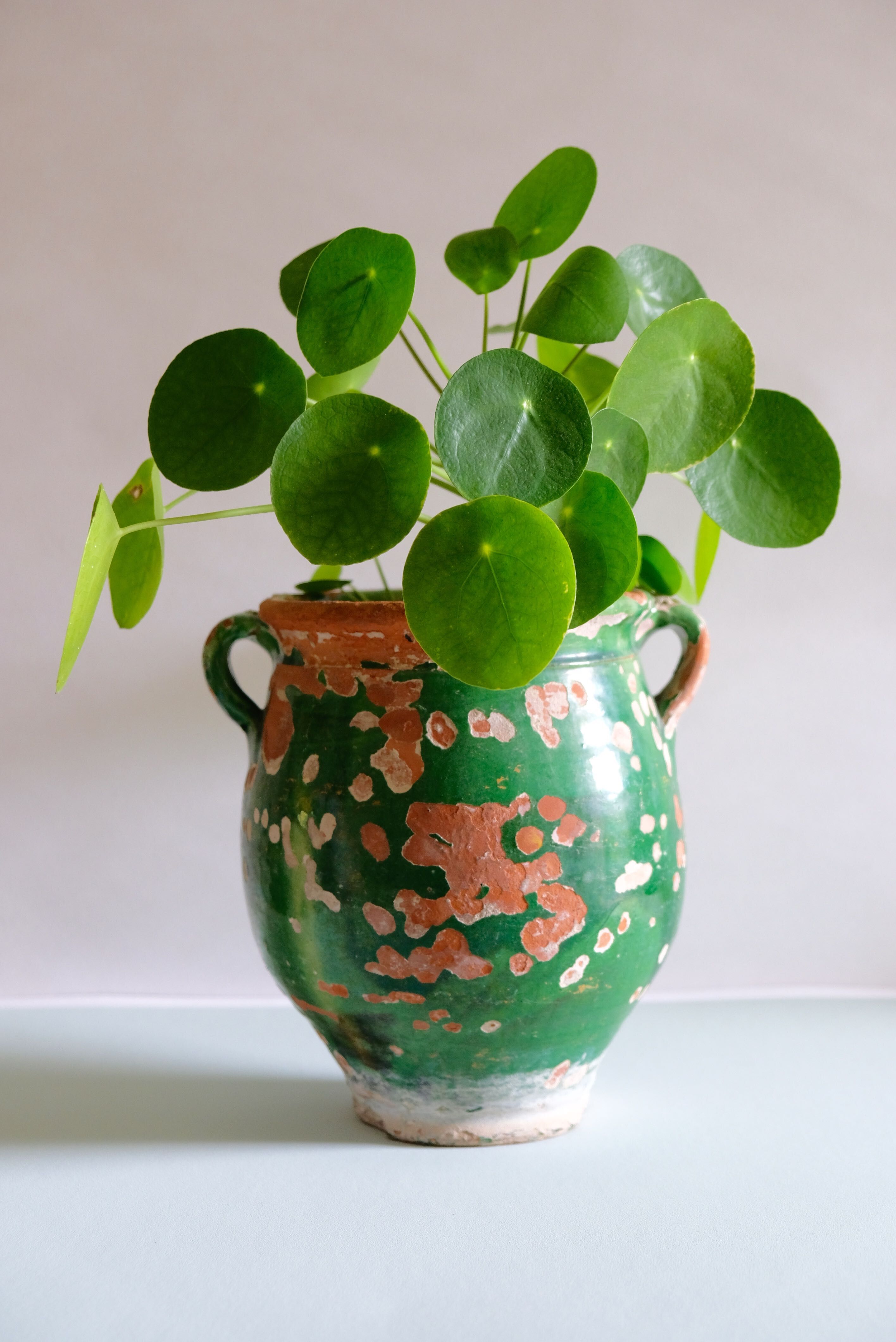 Ancient jar olive in provencal glazed terracotta, glazed green of the 19th century