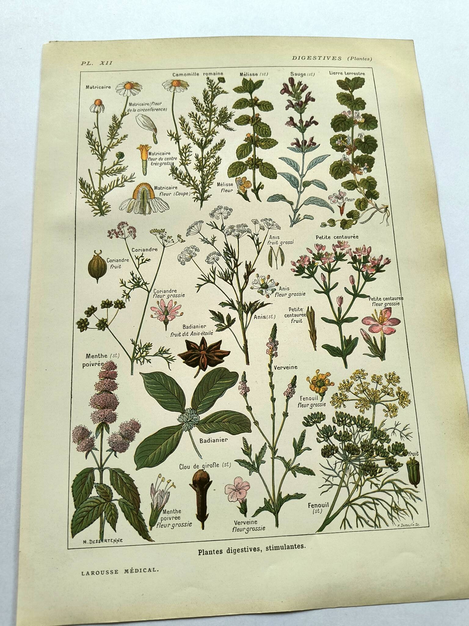 Vintage engraving from 1925 • Digestive plants Old botanical illustration