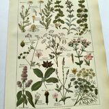 Vintage engraving from 1925 • Digestive plants Old botanical illustration