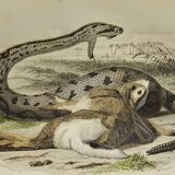 Original zoological plate from 1839 "saurian"