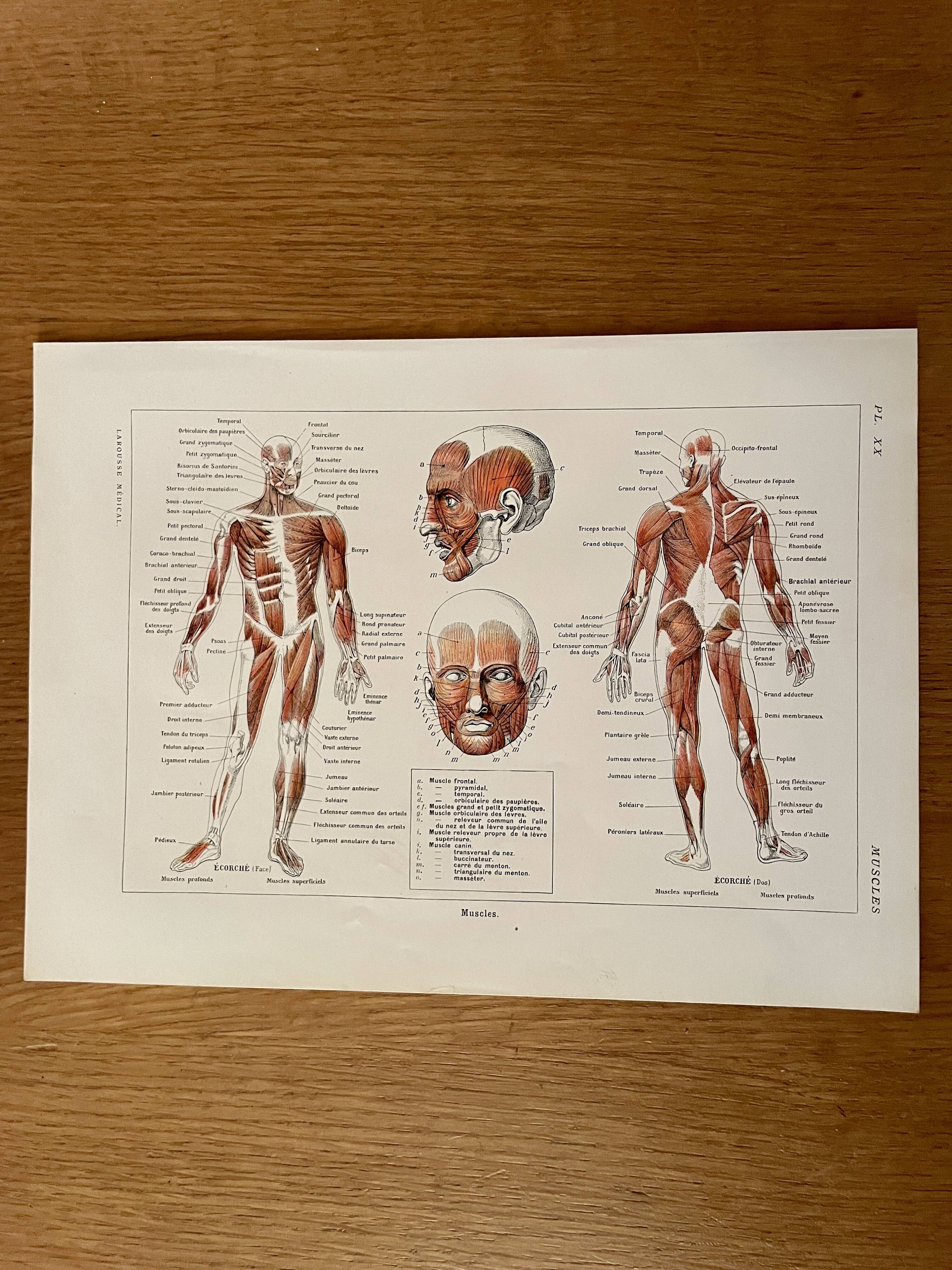 Illustrated plate on muscles (human body) -1950