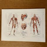 Illustrated plate on muscles (human body) -1950