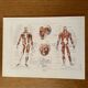 Planche illustrée sur les muscles (corps humain) -1950
