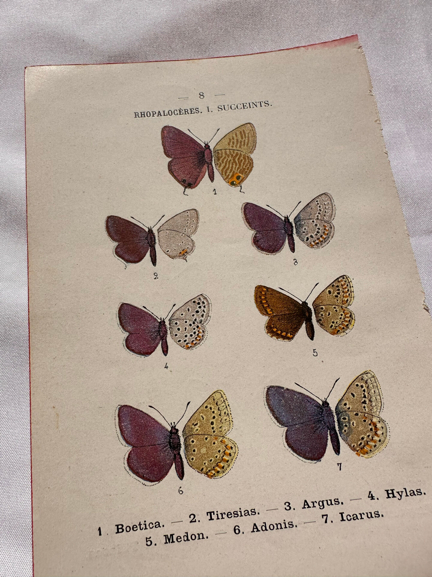 Botanical Plate 1800 Old Naturalist Engraving 19th Century Double-Sided