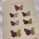 Botanical Plate 1800 Old Naturalist Engraving 19th Century Double-Sided