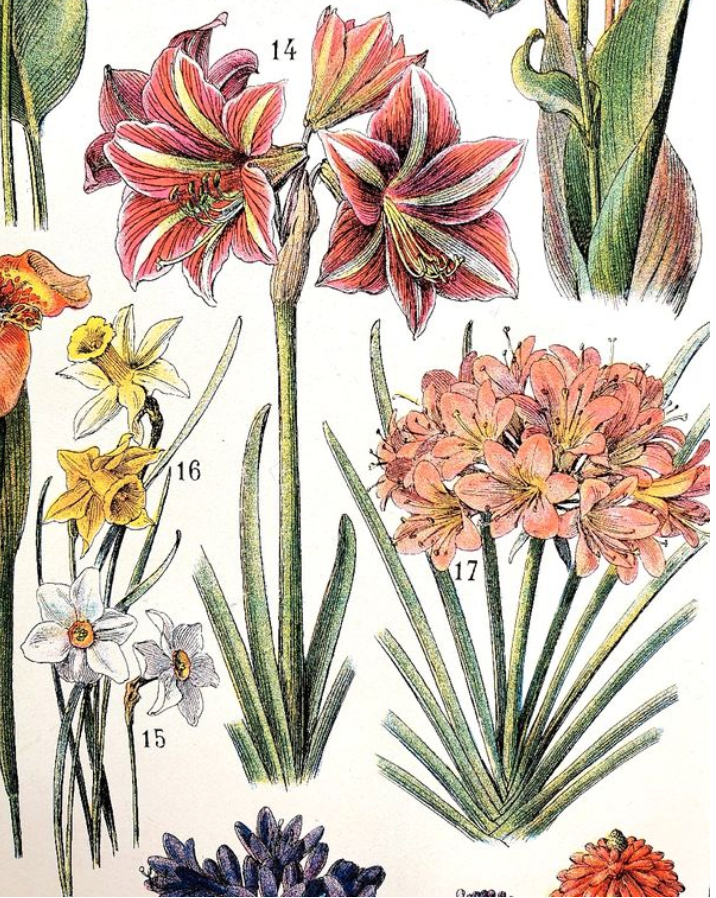 Ancient botanical plate 20s Bromeliads