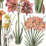 Ancienne planche botanique années 20 Broméliacées