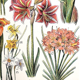 Ancient botanical plate 20s Bromeliads