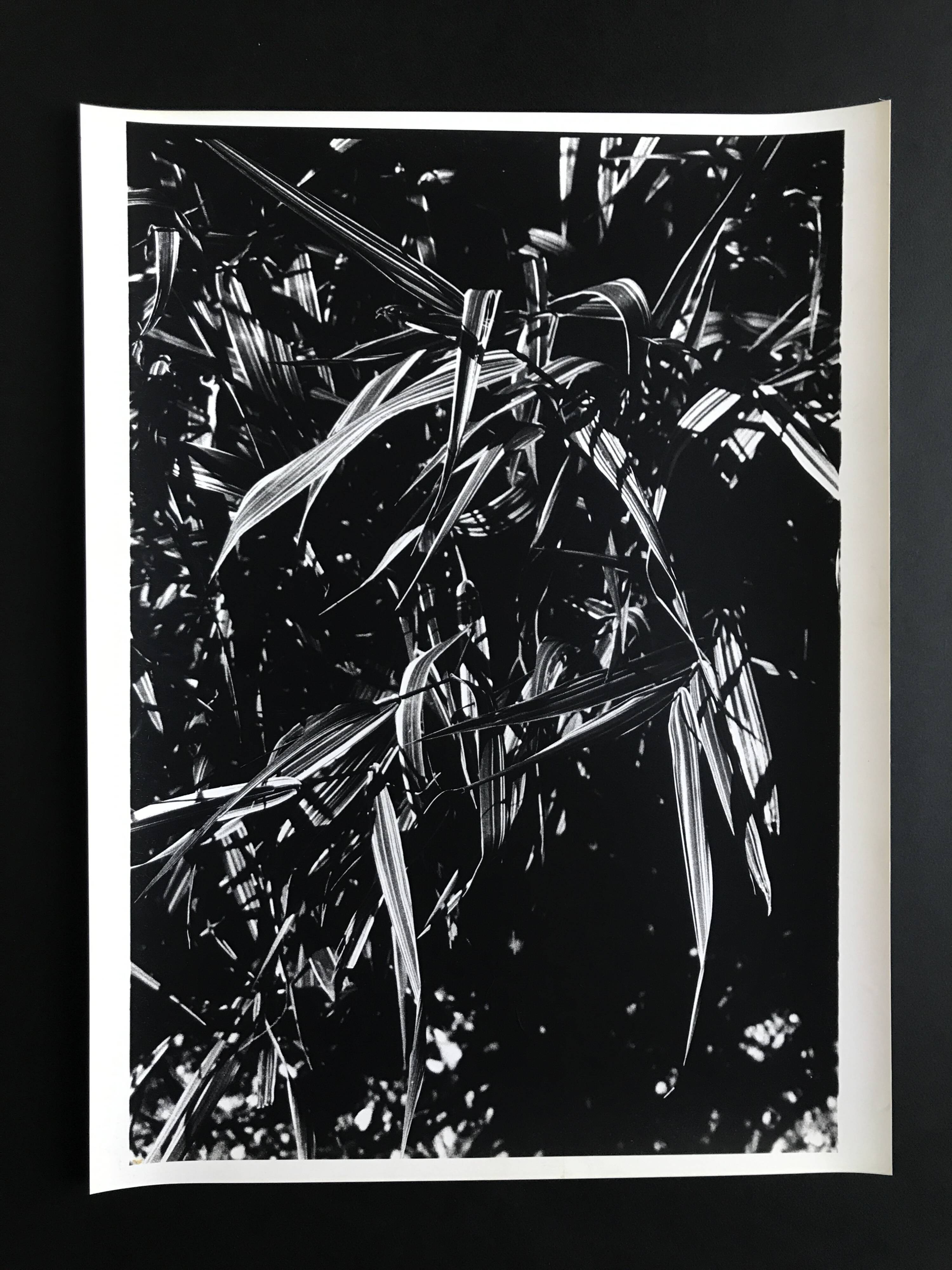 Rosine NUSIMOVICI, Untitled (Poacea I), 1980. Black and white silver print
