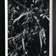 Rosine NUSIMOVICI, Untitled (Poacea I), 1980. Black and white silver print