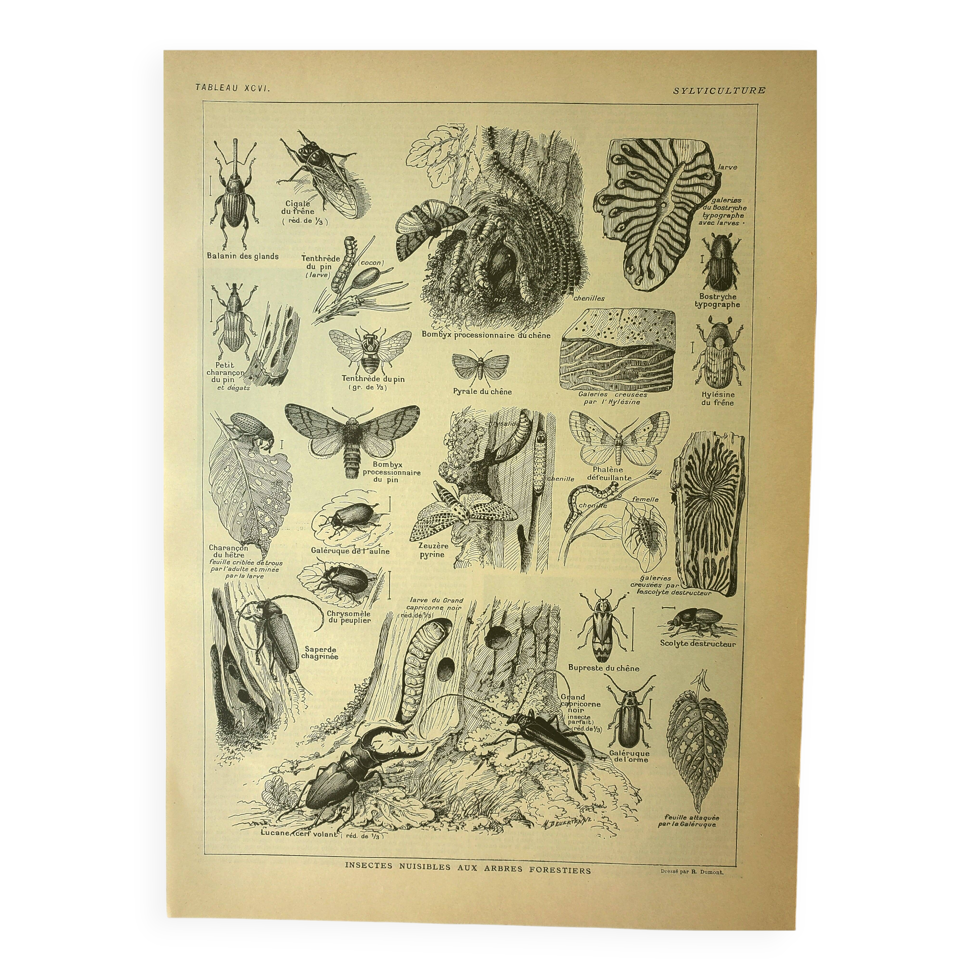 Botanical plate 1921 by Dessertenne - Forestry - old engraving