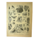 Botanical plate 1921 by Dessertenne - Forestry - old engraving