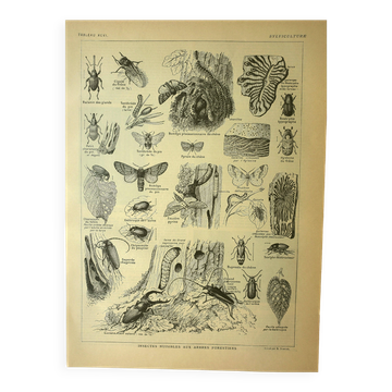 Botanical plate 1921 by Dessertenne - Forestry - old engraving